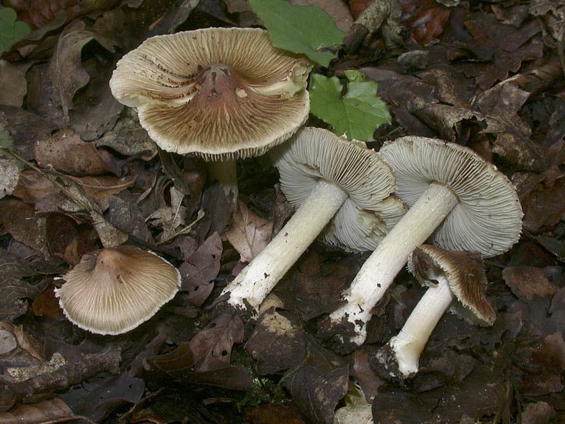 Inocybe melliolens