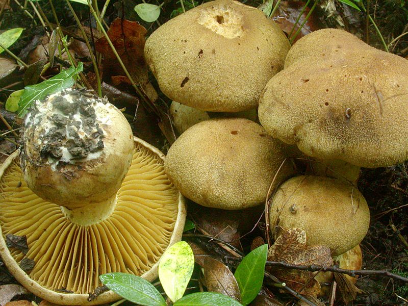 Cortinarius cotoneus