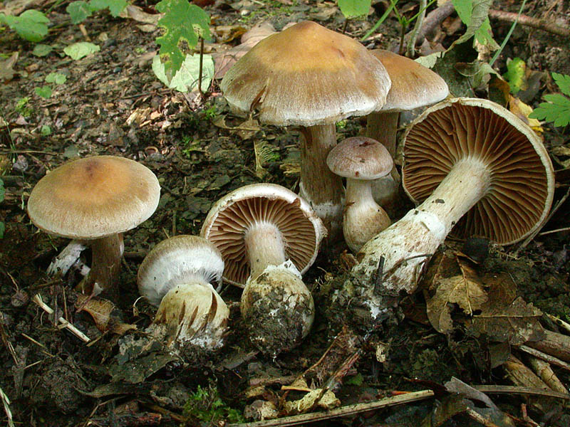 Cortinarius sordescentipes
