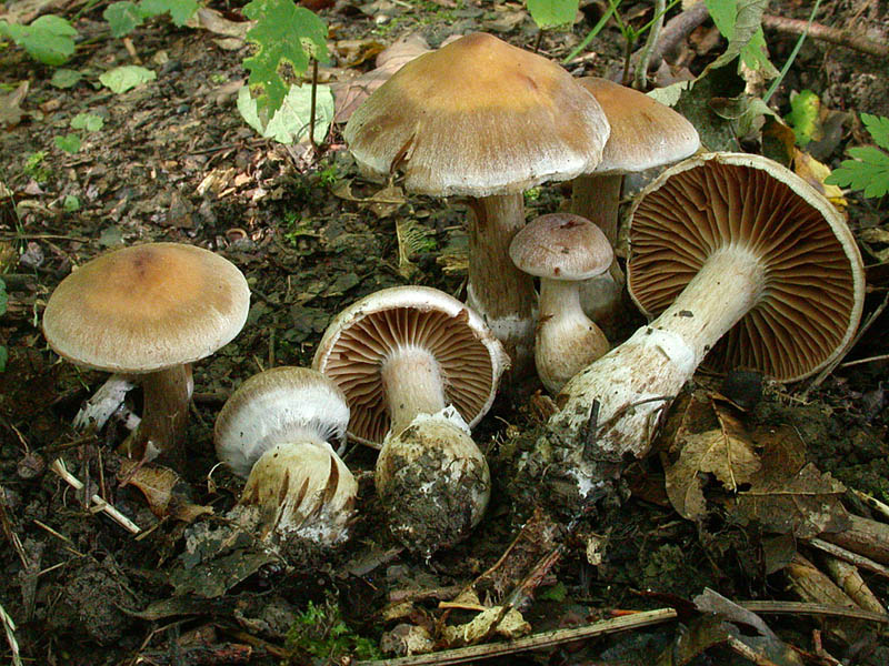 Cortinarius sordescentipes