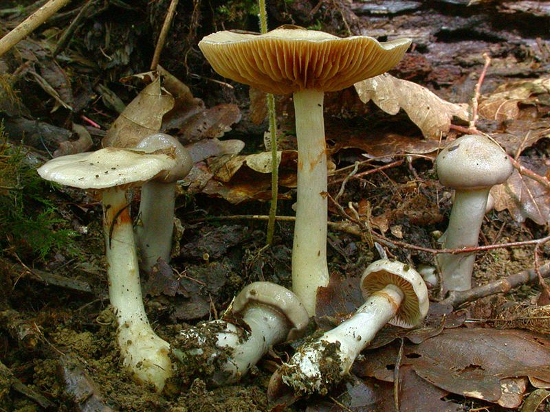 Cortinarius emunctus