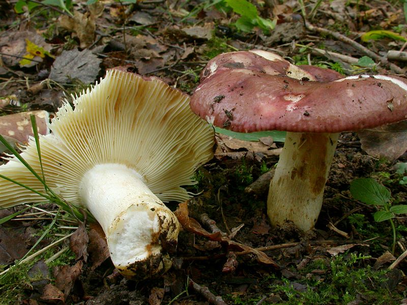 Russula artesiana