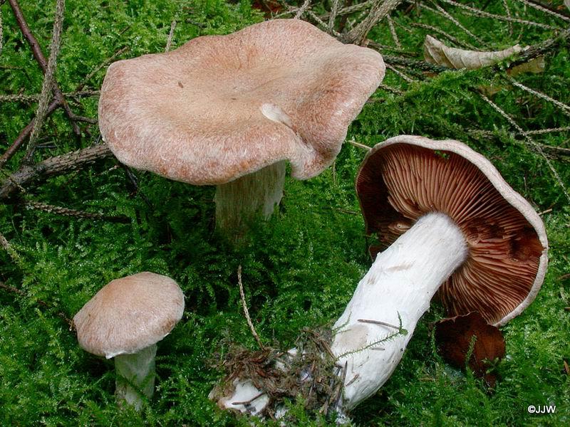 Cortinarius laniger