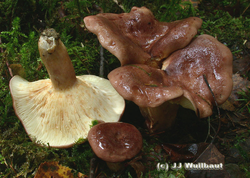 Lactarius hysginus