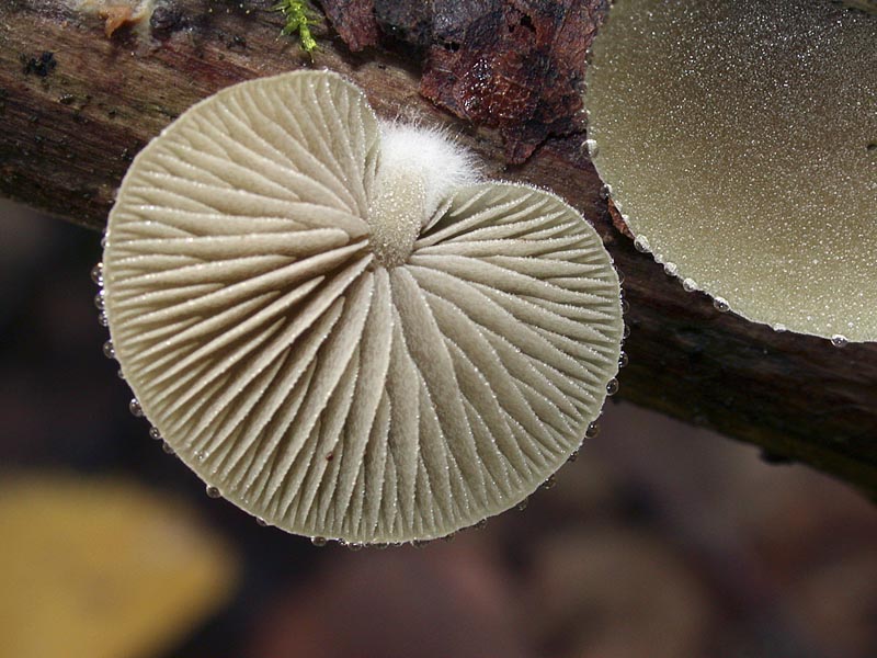 Simocybe rubi