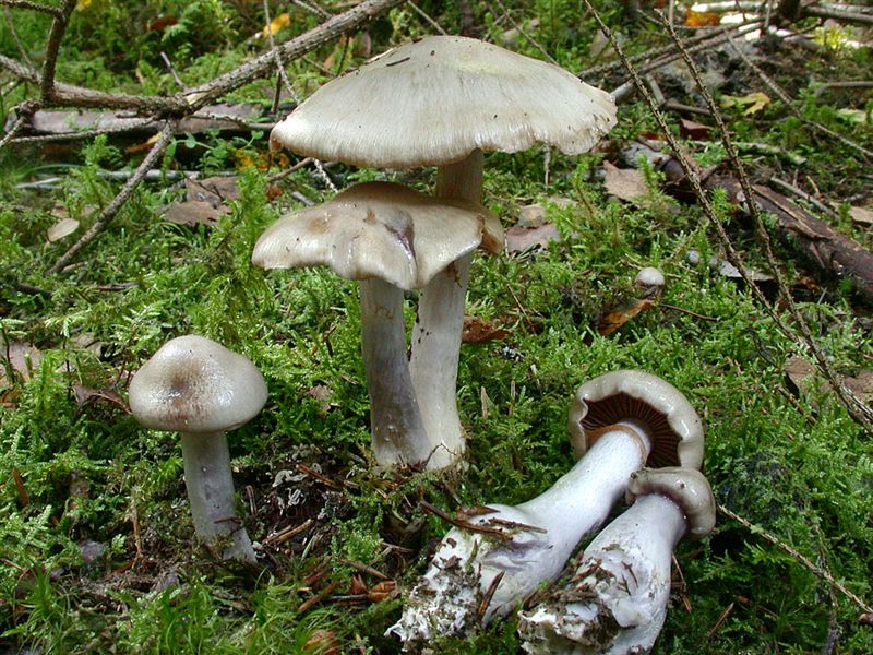 Cortinarius emunctus