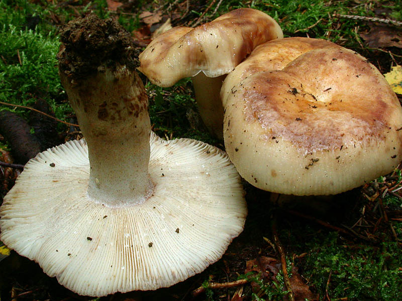 Russula illota