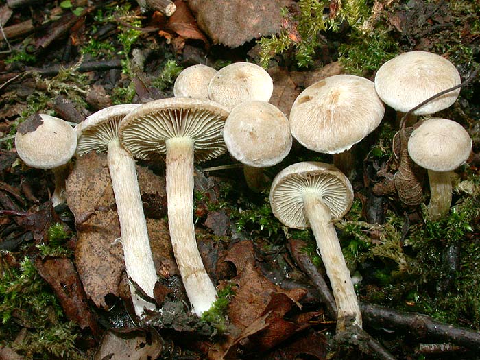 Inocybe leucoloma