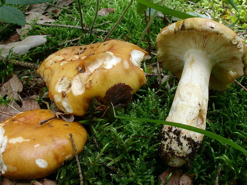 Russula ochroflavescens