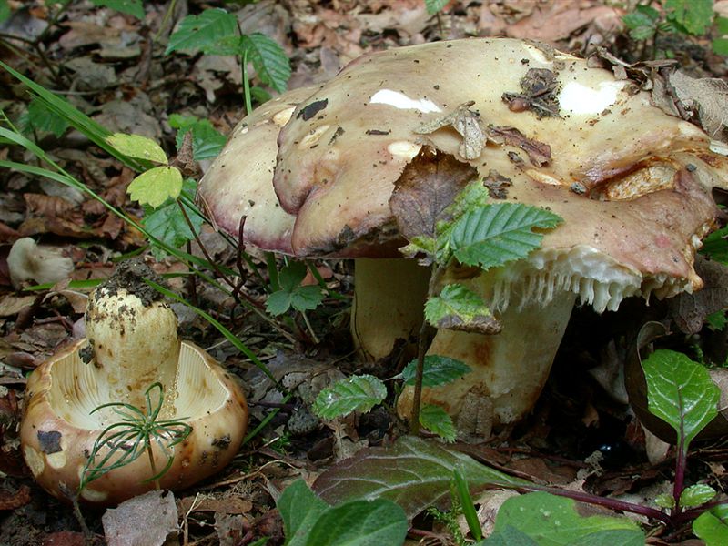 Russula artesiana