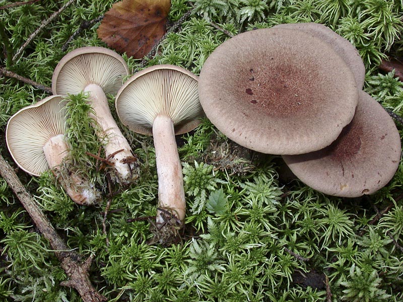 Lactarius helvus