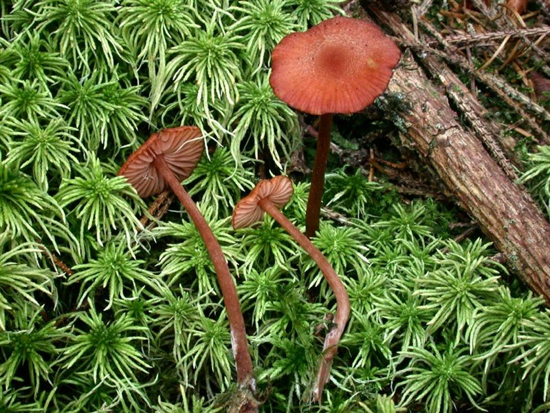 Laccaria anglica