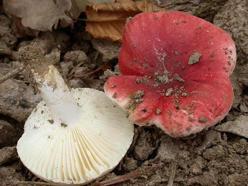 Russula luteotacta