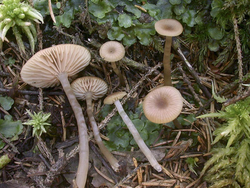 Entoloma pernitrosum