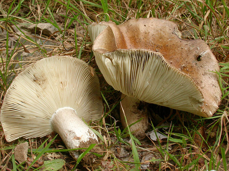 Russula acrifolia