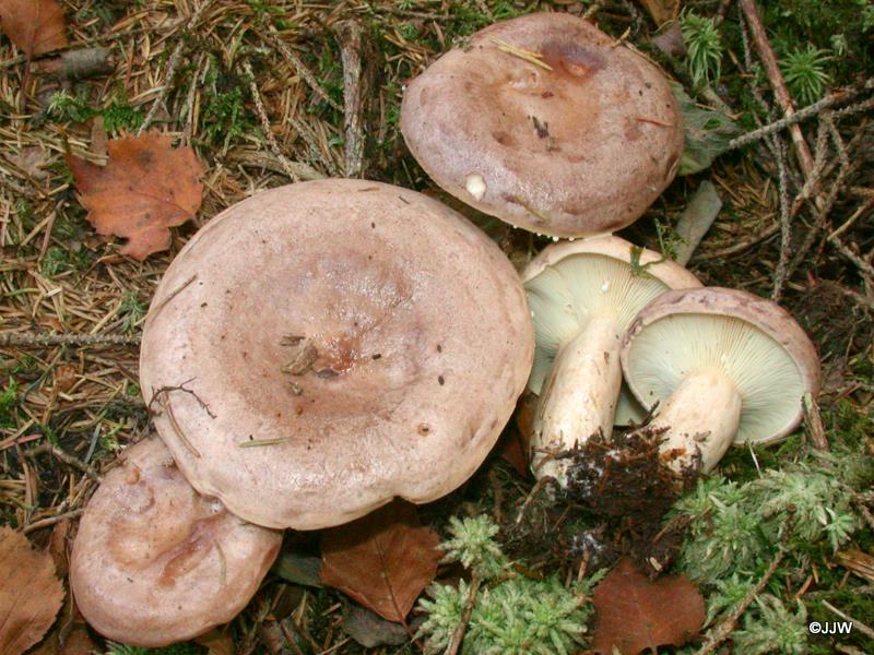 Lactarius trivialis