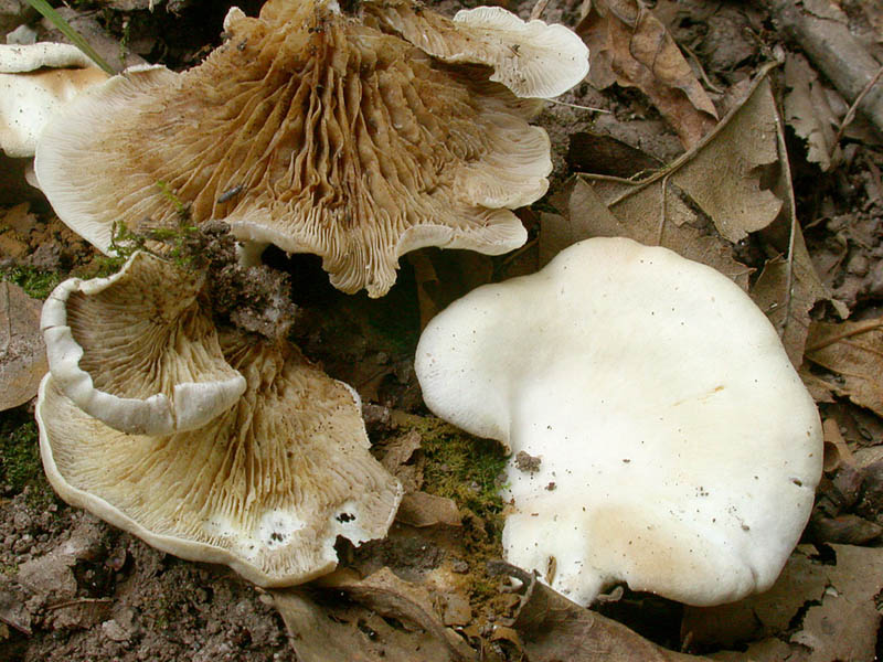 Crepidotus autochtonus