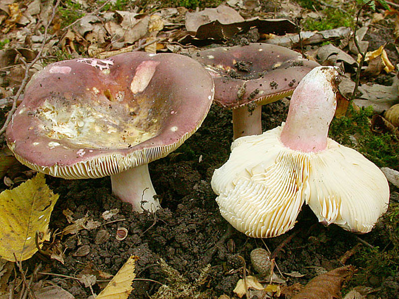 Russula olivacea