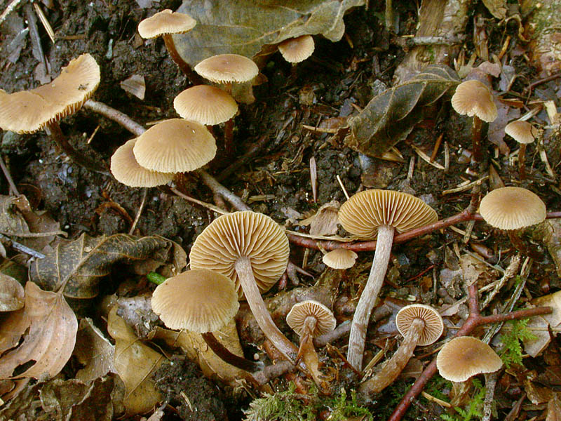 Alnicola subconspersa