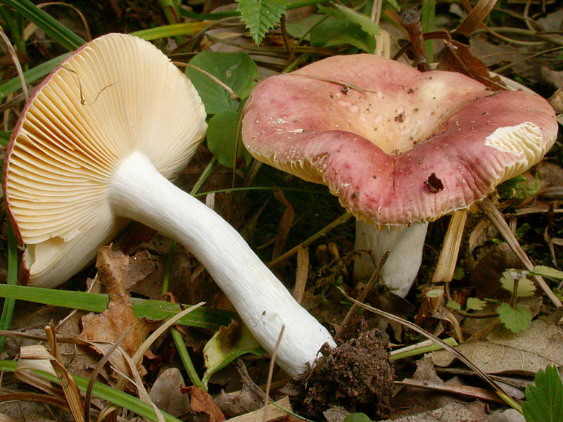 Russula decipiens