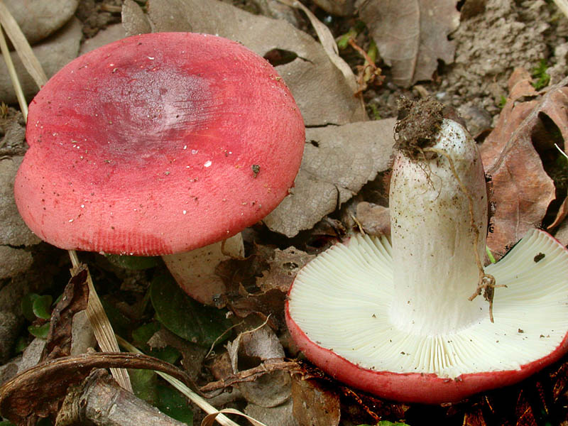 Russula zvarae