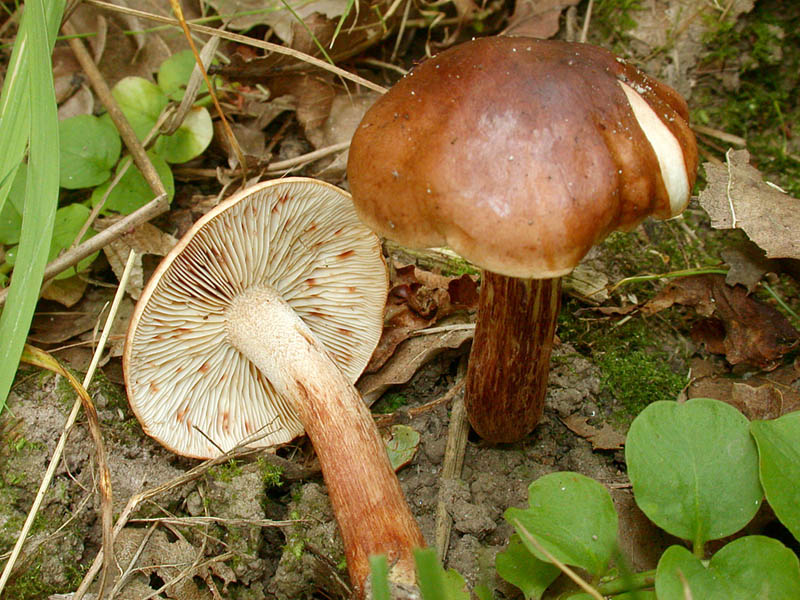 Tricholoma ustale