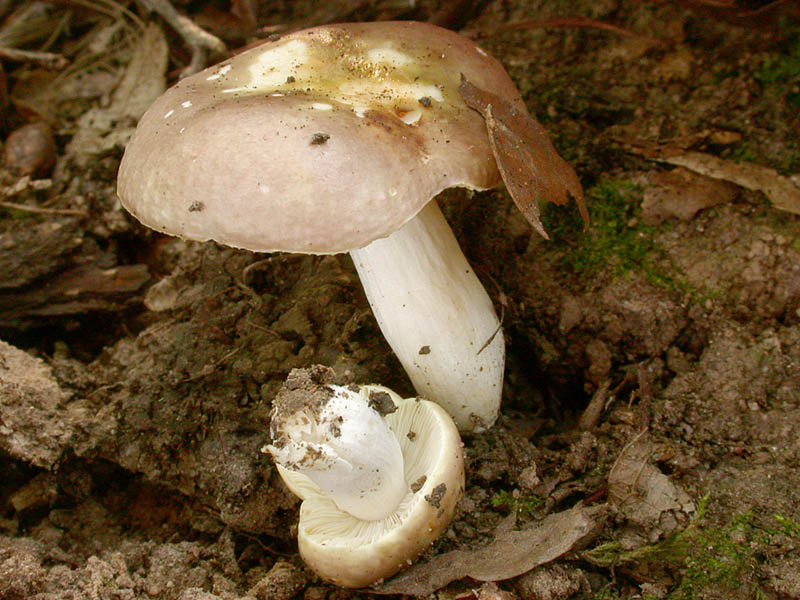 Russula carpini