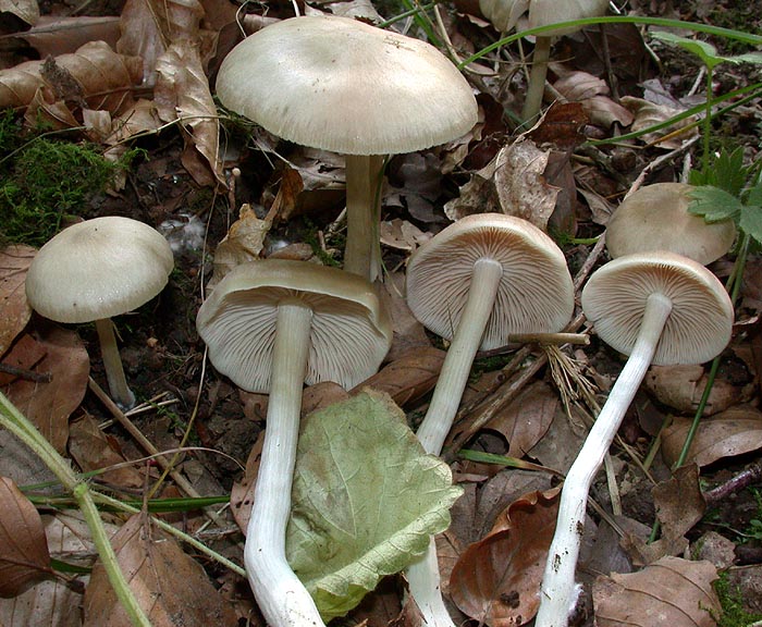 Entoloma nidorosum