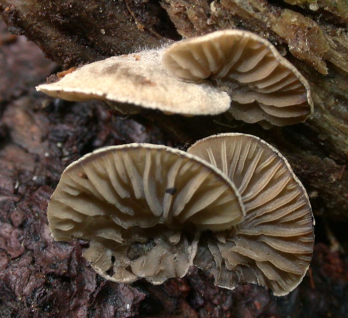 Arrhenia acerosa