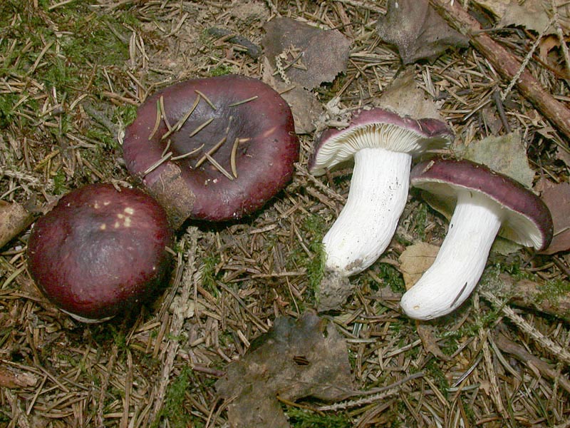 Russula integra f purpurella