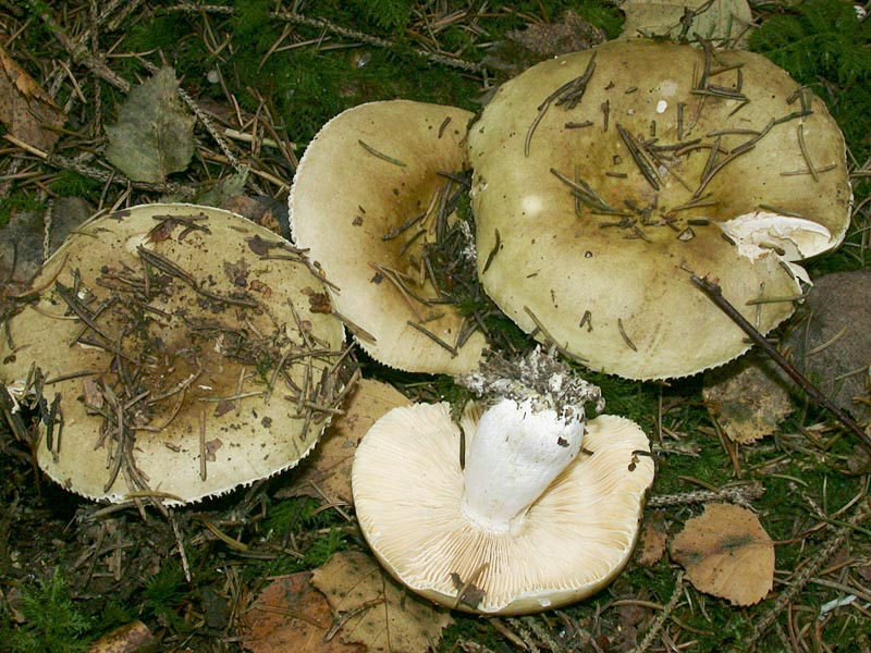 Russula integra v pseudoolivascens