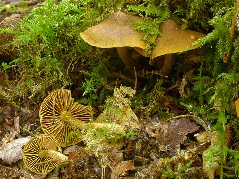 Cortinarius olivaceofuscus