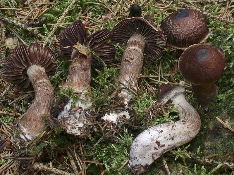 Cortinarius subtigrinus