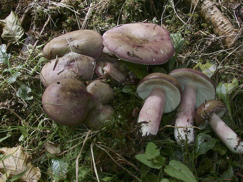 Russula queletii