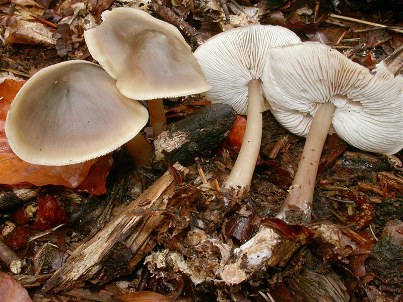 Collybia butyracea