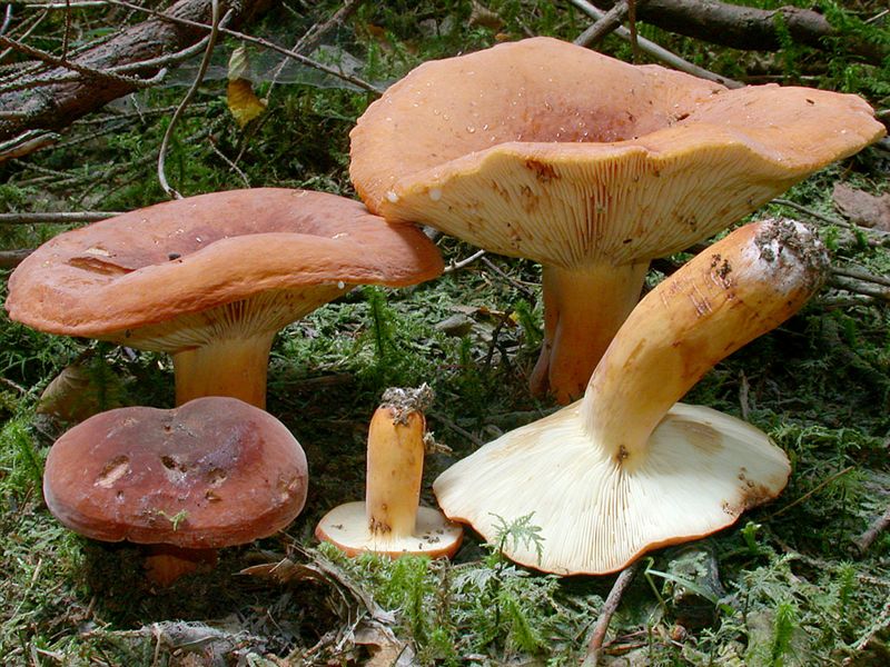 Lactarius volemus