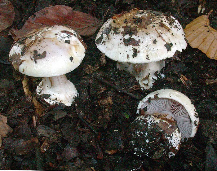 Cortinarius nymphaecolor