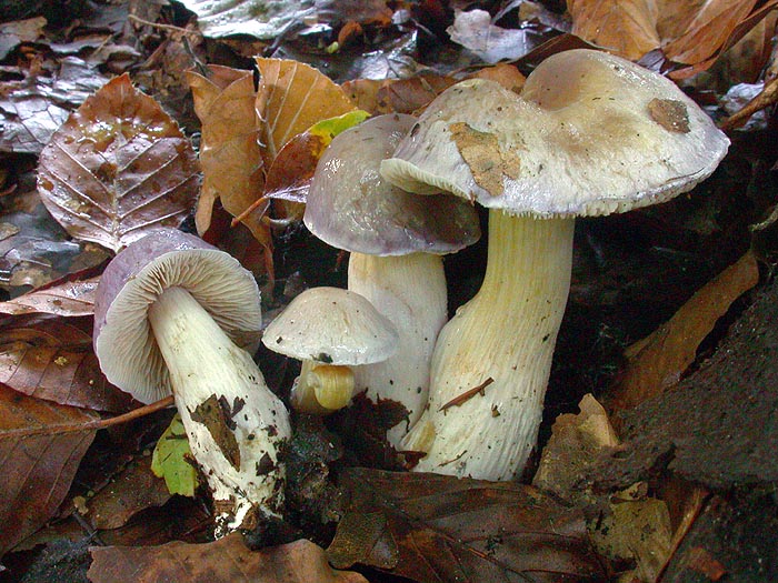 Cortinarius croceocaeruleus