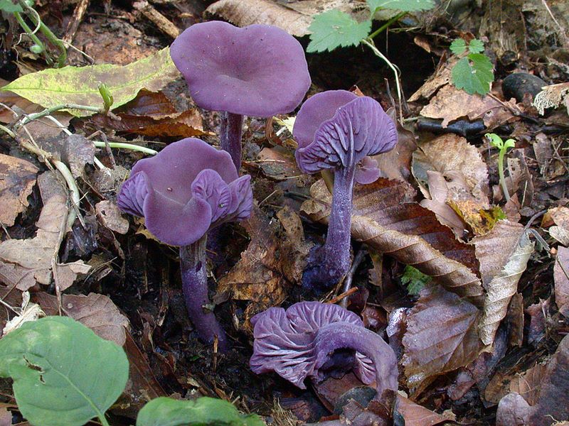 Laccaria amethystina