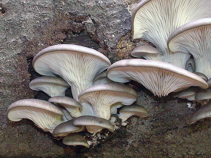 Pleurotus ostreatus