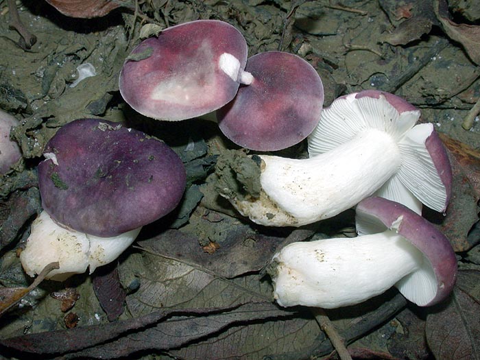 Russula fragilis