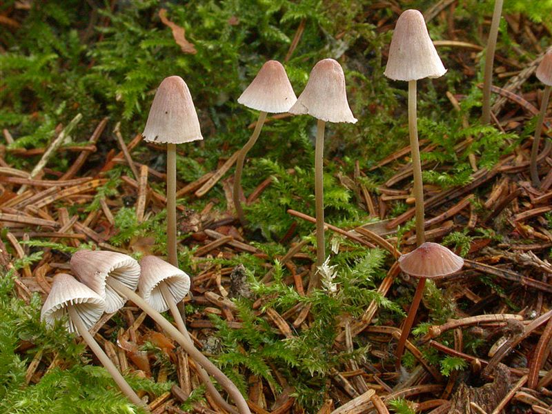 Mycena metata