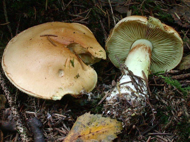 Cortinarius percomis