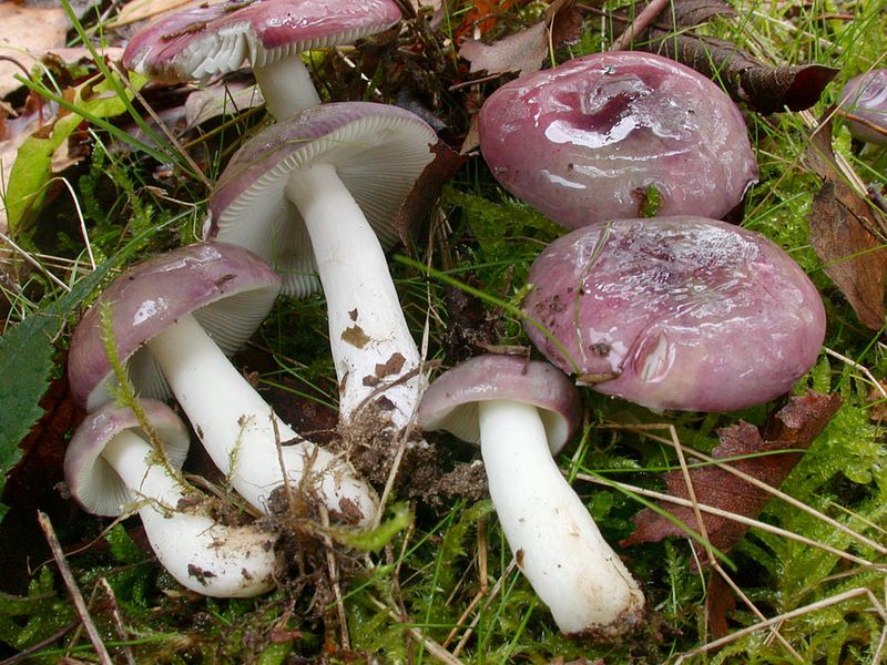 Russula fragilis