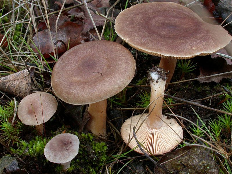 Lactarius glyciosmus