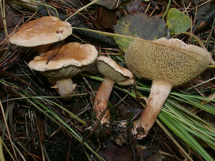 Suillus bovinus