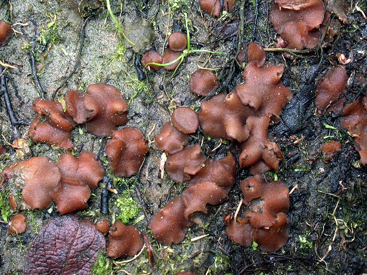 Sphaerosporella brunnea