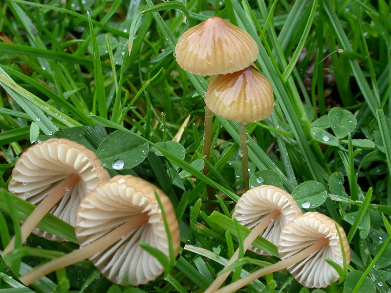 Mycena olivaceomarginata