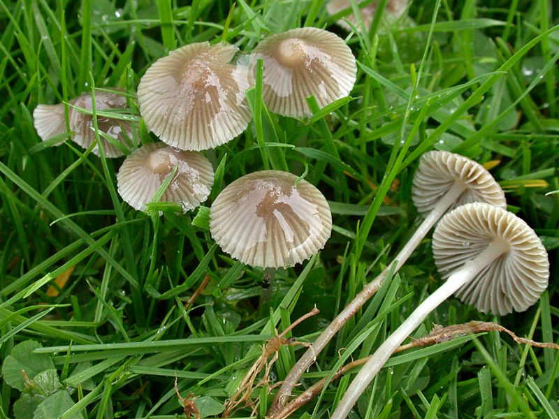 Mycena aetites