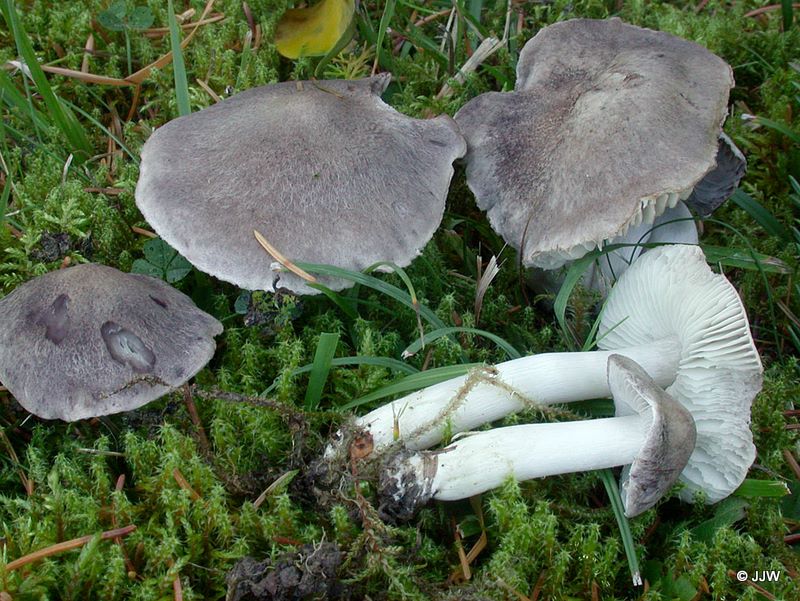 Tricholoma terreum